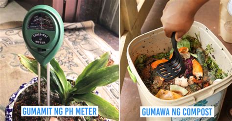 10 Gardening Tips Para Hindi Malanta At Dumilaw Ang Halaman Mo.